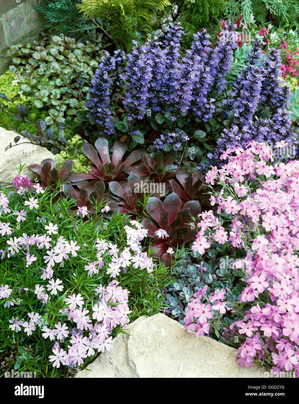 Alpine Garden - with Ajuga pyramidalis  Sempervivum `Mahogany'  Phlox  Sedum & Saxifraga foliage.   ALG023076  Compuls Stock Photo